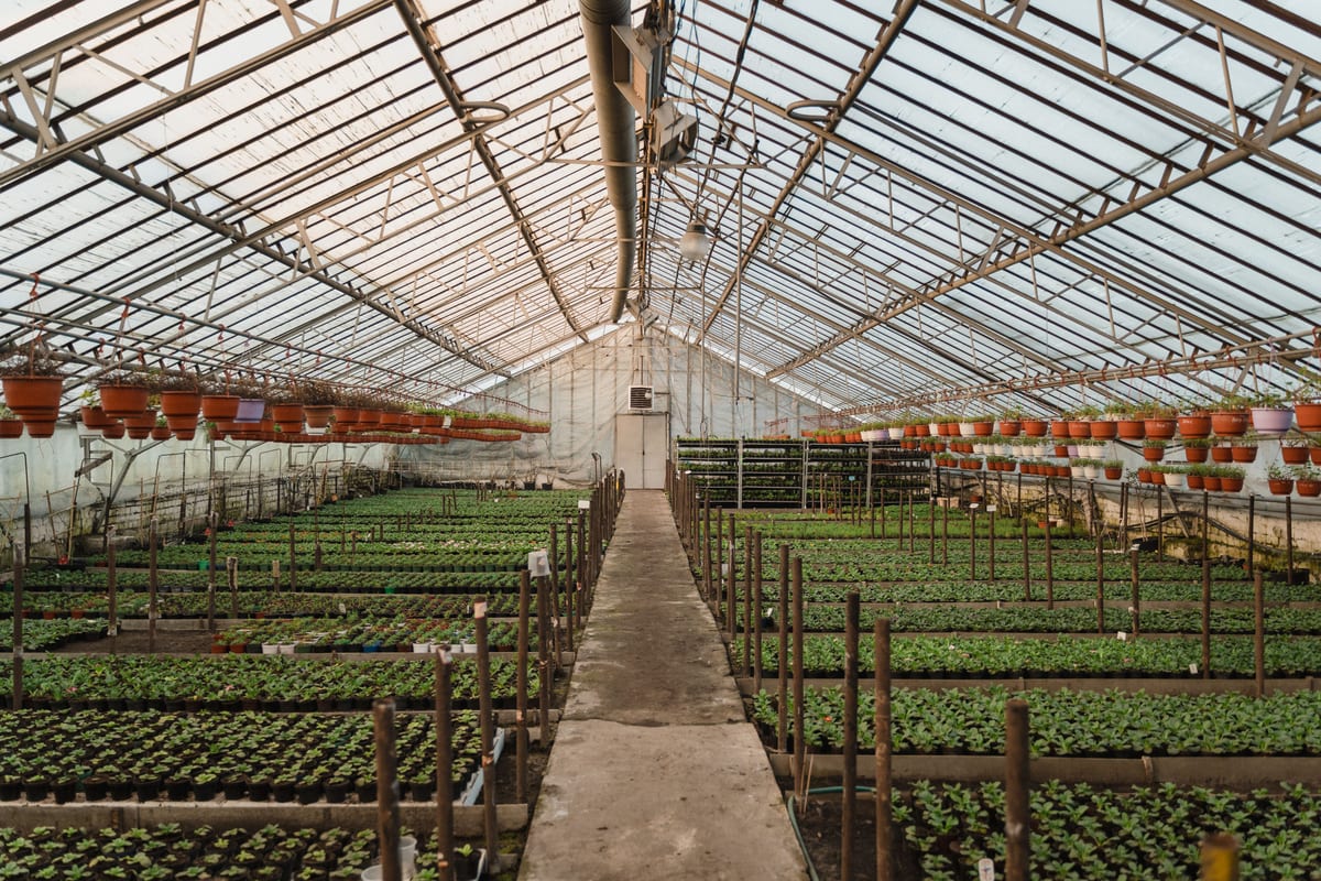 Long rows of seedlings beneath the glass and metal roof of a greenhouse.