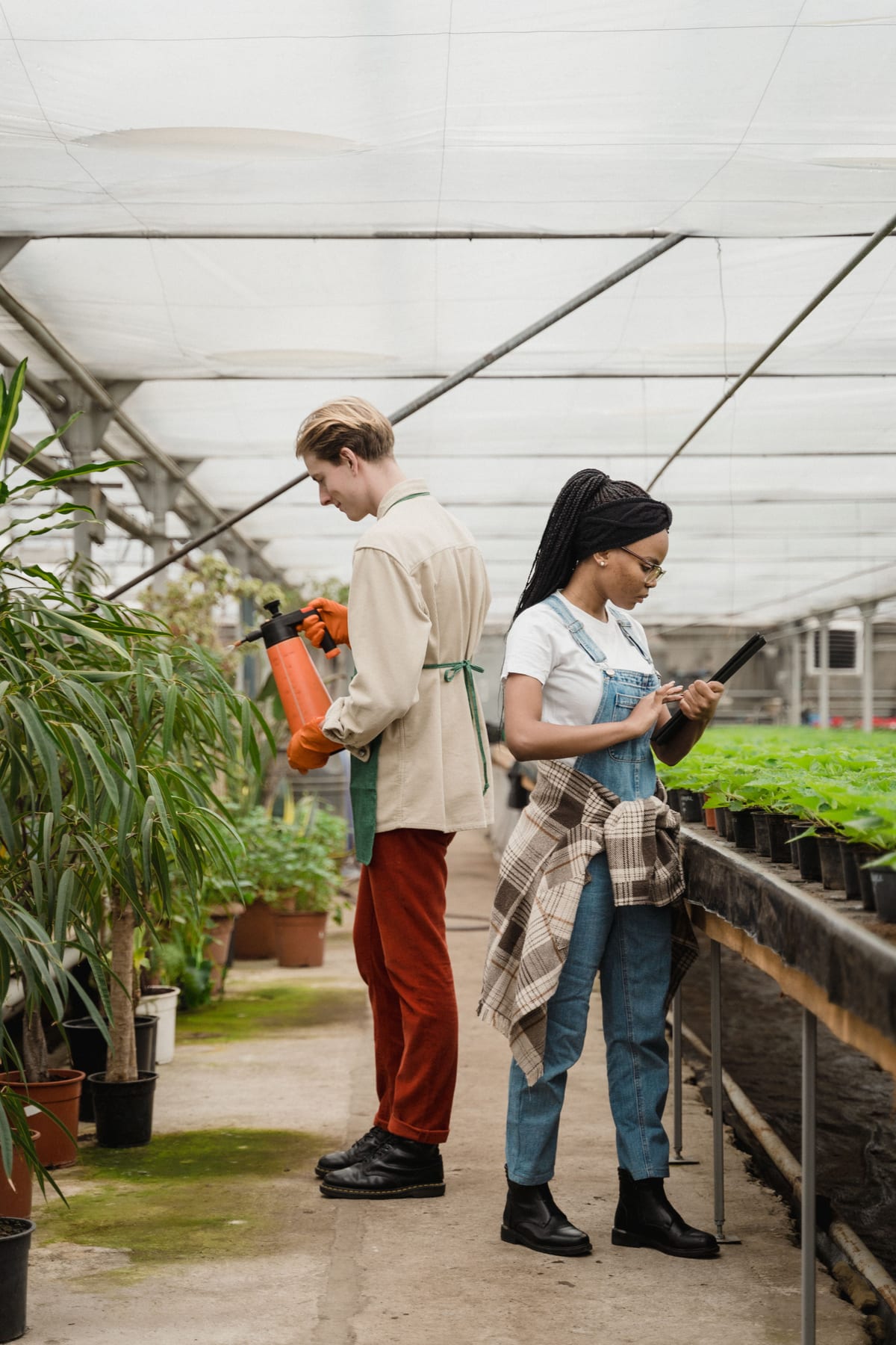 Two greenhouse workers tending plants, one watering and one checking a tablet.