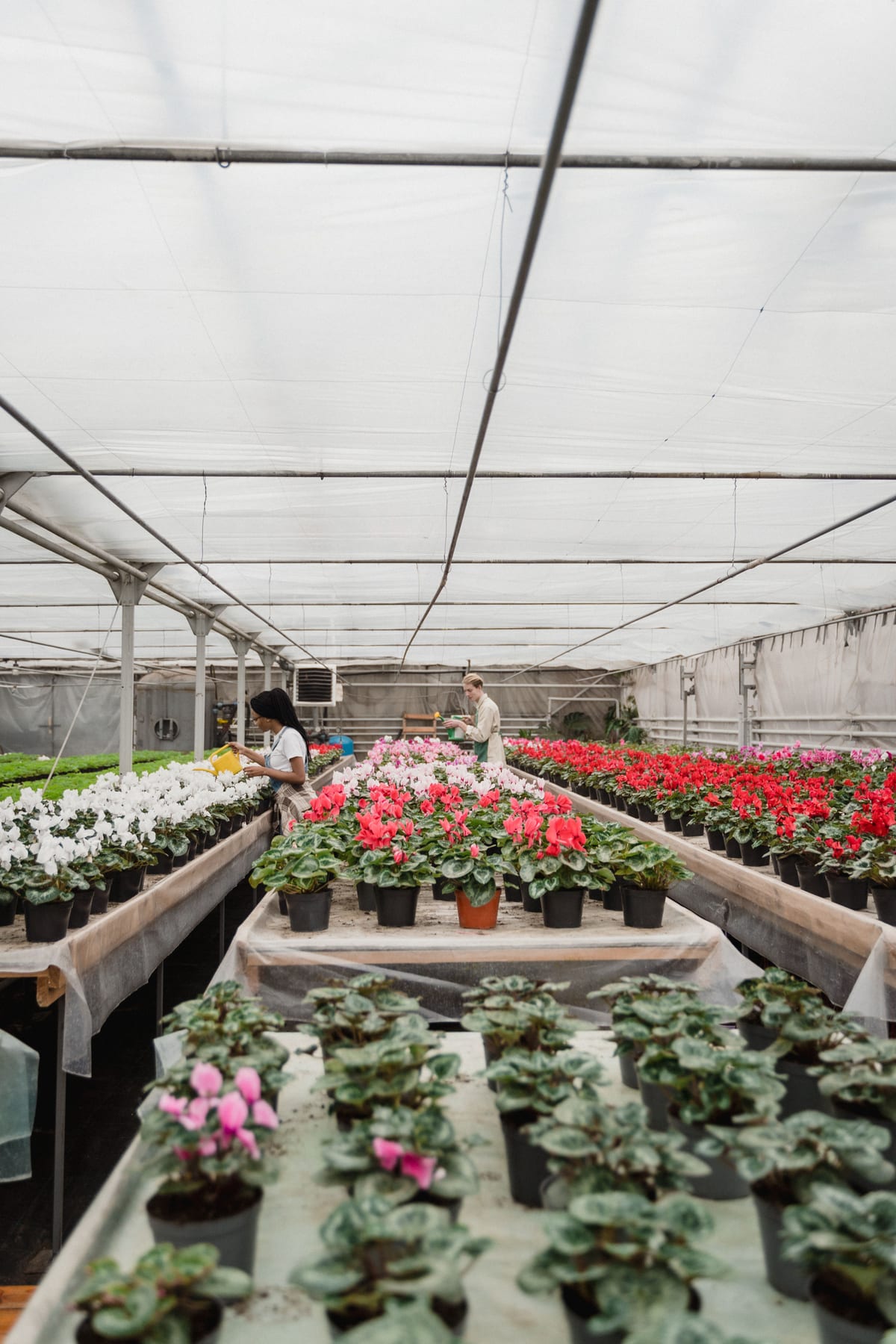 Flowering and leafy plants arranged on benches beneath a greenhouse roof.